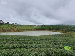Ban dat view Ho Tay Di linh gia chi tu 1.3 ty 2