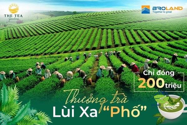 dat nen di linh tea garden dai dien