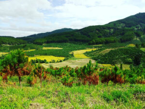 hut hon canh dong lua bao thuan