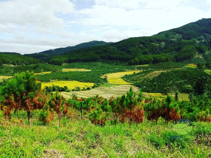 hut hon canh dong lua bao thuan