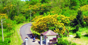 lang phong di linh