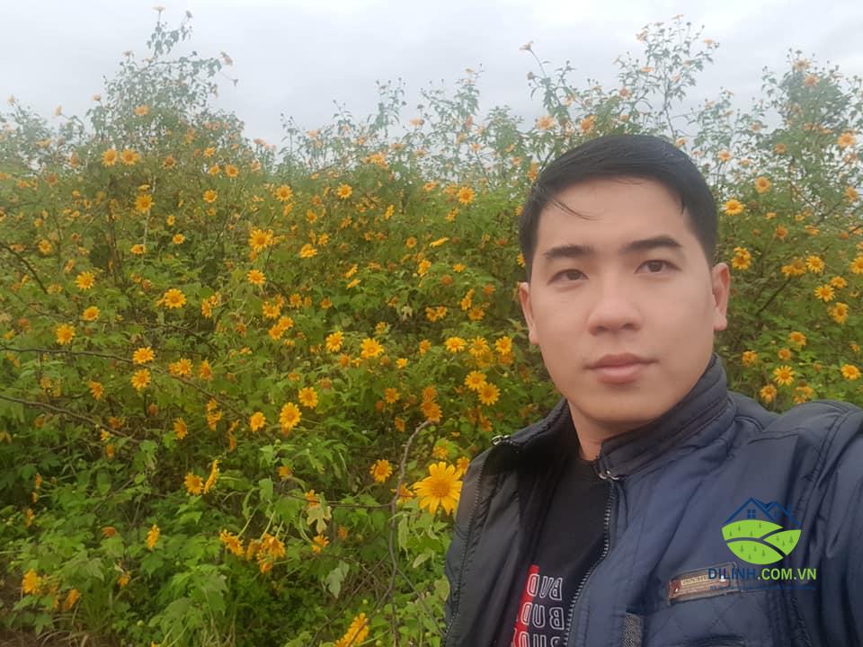 hoa dã quỳ no tuyet dep o di linh_n