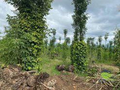Bán Lô Đất View Sông Tân Nghĩa Di Linh 5700m2 Vị Trí Đẹp, Giao Thông Thuận Tiện 3