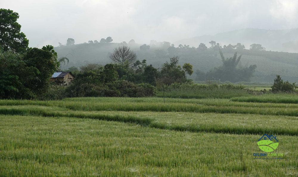 dat vuon xa bao thuan di linh lam dong