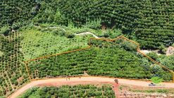 Đất vườn giáp suối, view đẹp Tân Châu Di Linh 104m mặt tiền