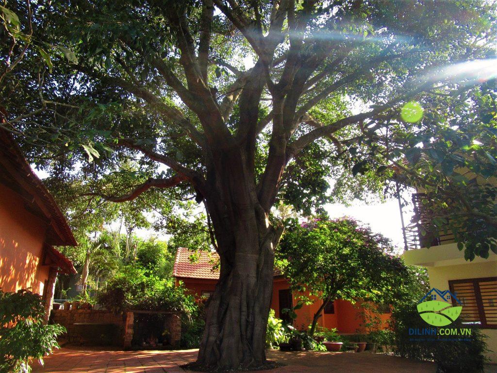 canh dep ivory falls villa di linh lam dong 3