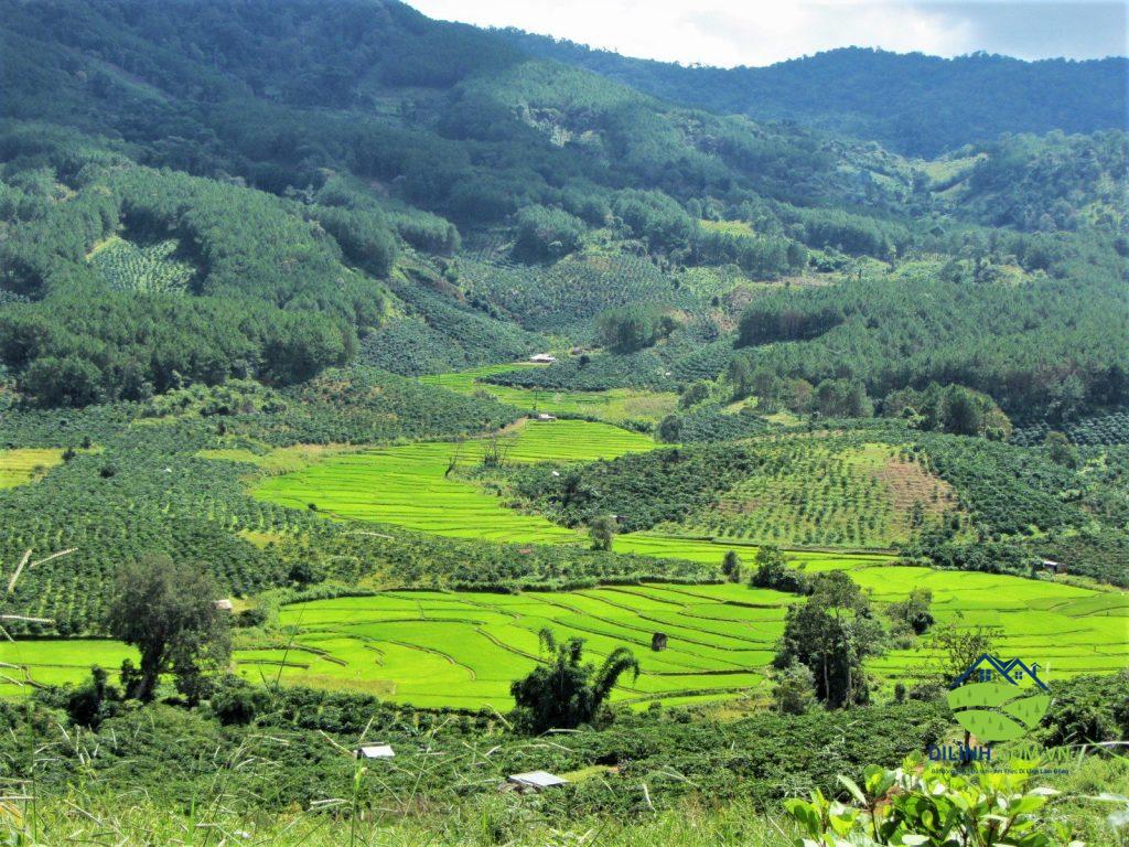 Địa điểm nghỉ dưỡng Di Linh