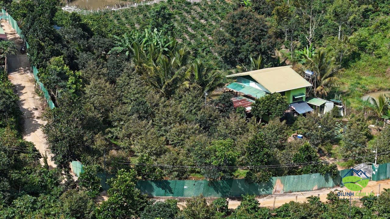 dat vuon tho cu 2700m2 gung re di linh lam dong 6