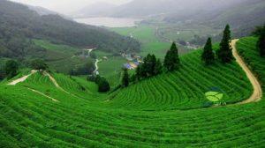 duong dong cap vntrip e1530174417978