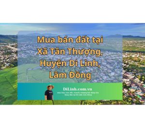 Mua bán đất tại Xã Tân Thượng, Huyện Di Linh, Lâm Đồng