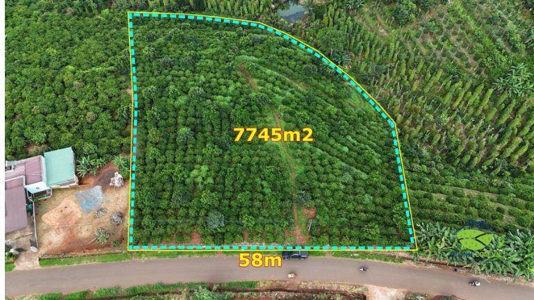 7745m2 gan 8 sao om 58m mat tien duong nhua ngay gan trung tam xa Tan Nghia 1